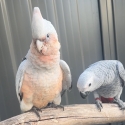 Baby Galah X Corellas  hand raised