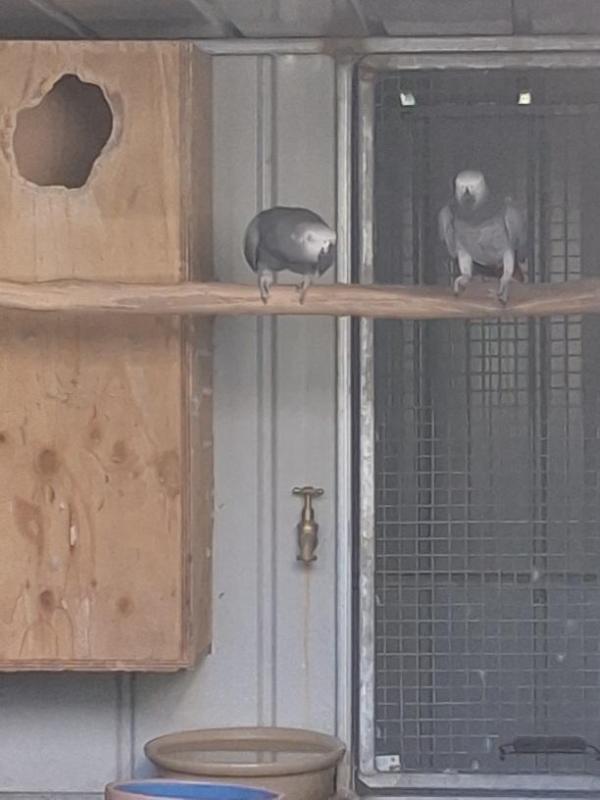 Breeding pair AFRICAN GREYS