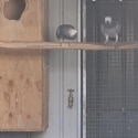 Breeding pair AFRICAN GREYS