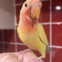 Hand Reared Baby Peachfaces 10 Weeks Old