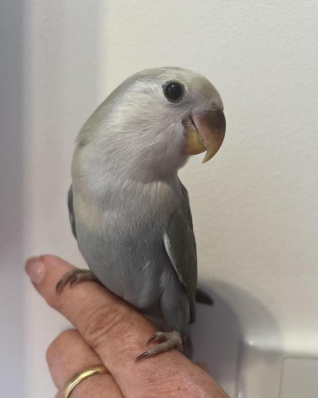 Hand Reared Baby Peachfaces 10 Weeks Old