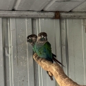 Pearly conure pair