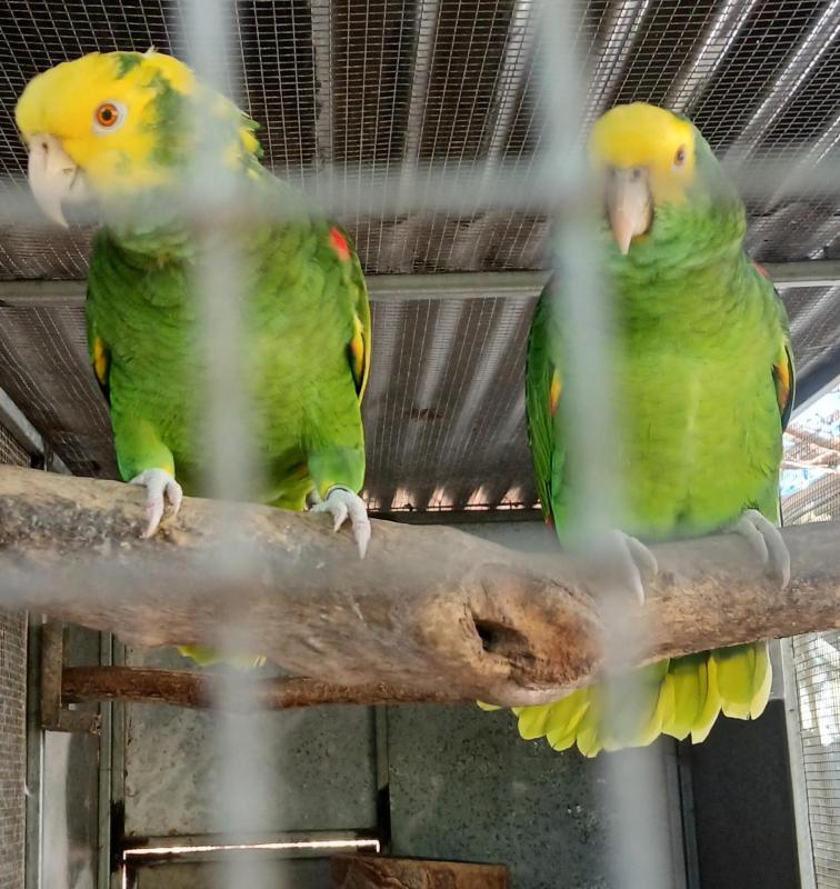 Two bonded pairs of Double Yellow Headed Amazons