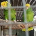 Two bonded pairs of Double Yellow Headed Amazons