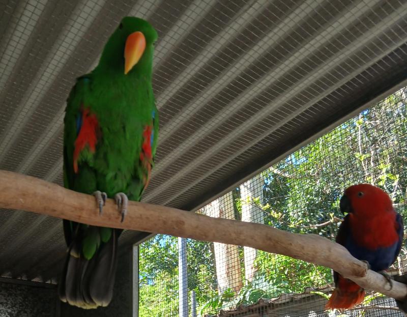 Three bonded pairs of Eclectus parrots