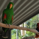 Three bonded pairs of Eclectus parrots