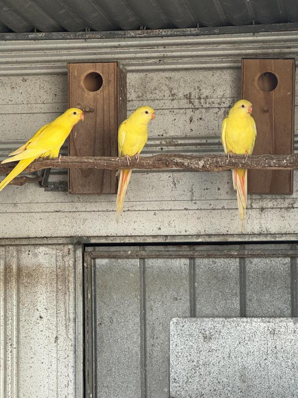 Lutino superb parrots