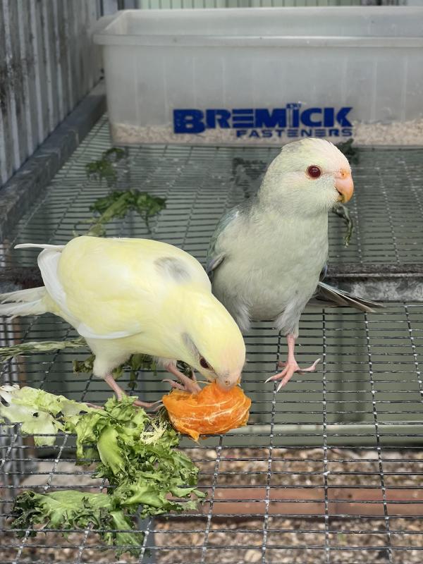Fallow Blue Kakariki mutations