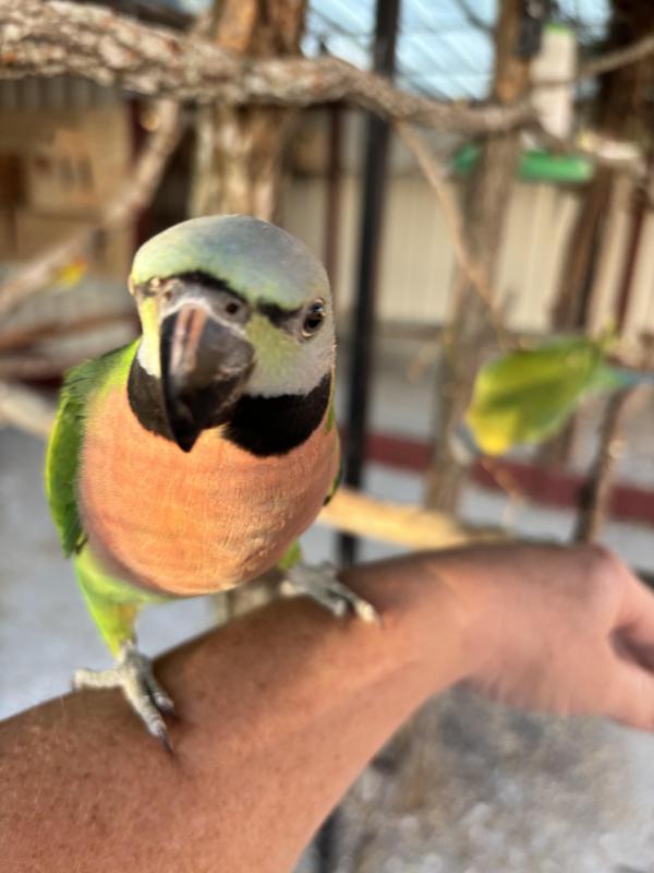 Moustache breeding pair
