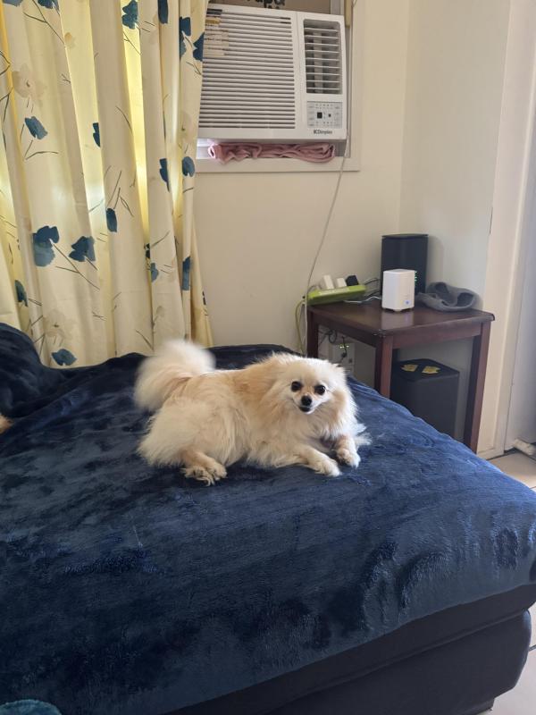 Toy size pomerian pup