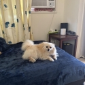 Toy size pomerian pup