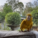 Male Golden Conure Hand Raised