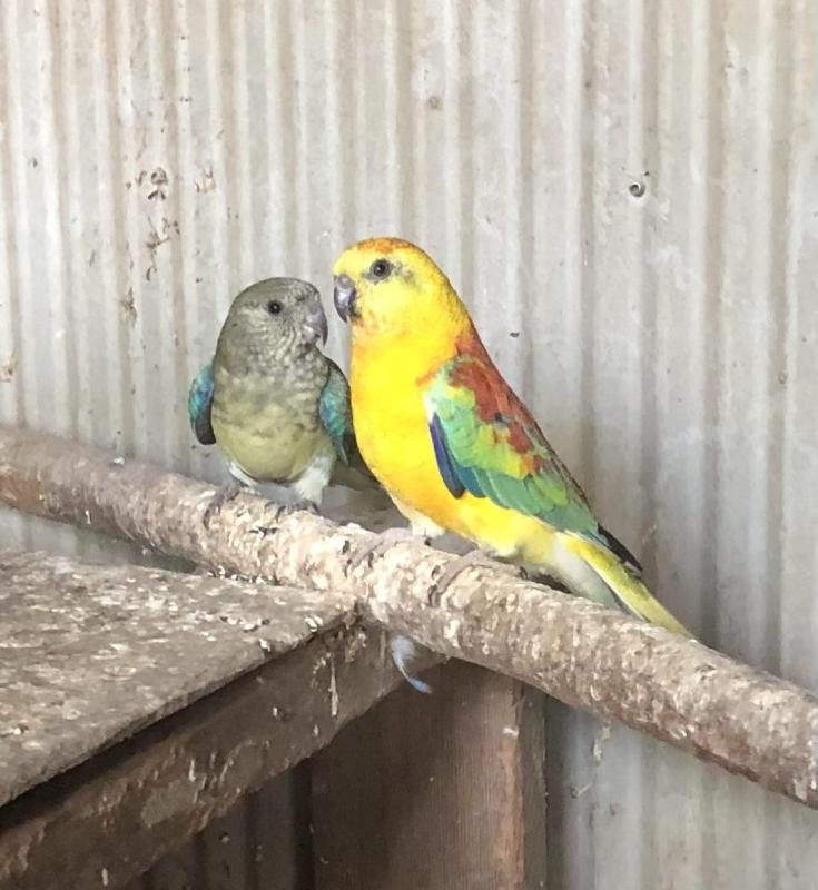 A pair or Redrumps for sale