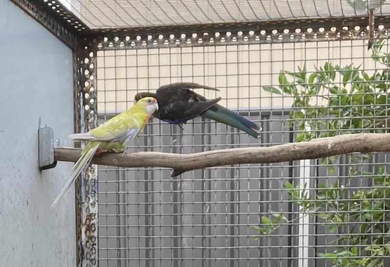 EASTERN ROSELLARS  MUTATIONS