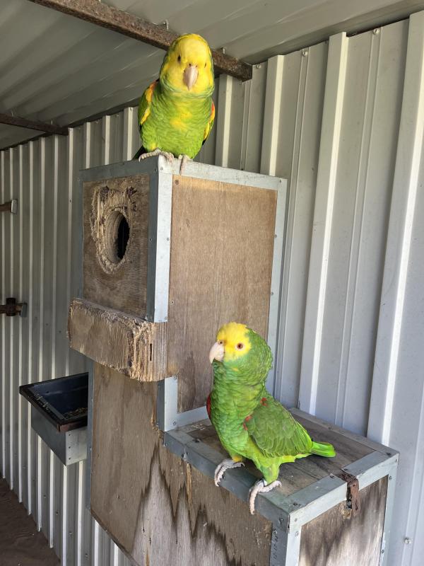 DOUBLE YELLOW HEADED AMAZON PAIR