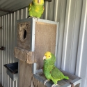 DOUBLE YELLOW HEADED AMAZON PAIR