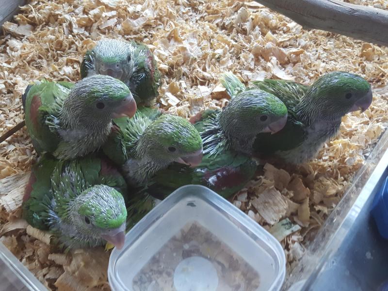 Alexandrine and Eckys parrots babies lots more just look in