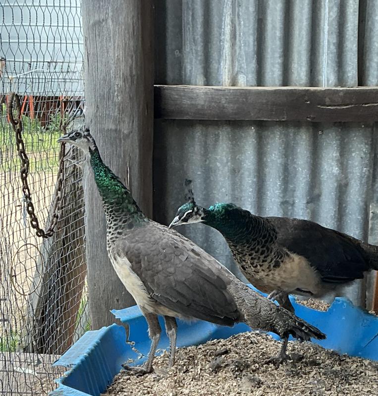 Two healthy Indian Blue peahens, born 26 Feb 2025.
