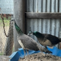 Two healthy Indian Blue peahens, born 26 Feb 2025.