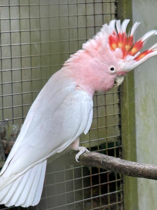 WANTED Major Mitchell