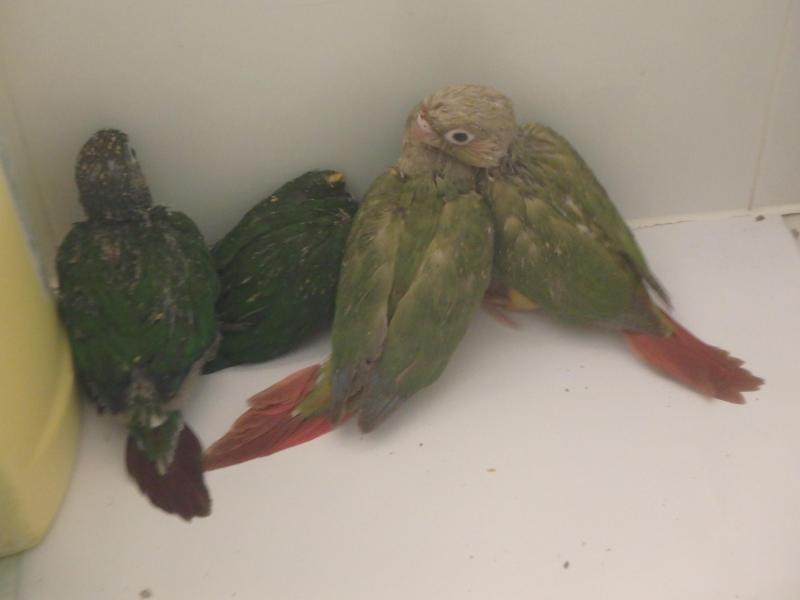 Hand raised Baby Conure's