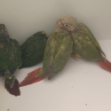 Hand raised Baby Conure's