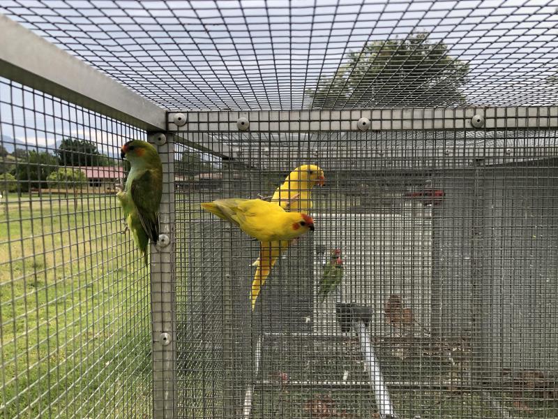 Bonded Pair of Dilute Purple Crowned Lorikeets