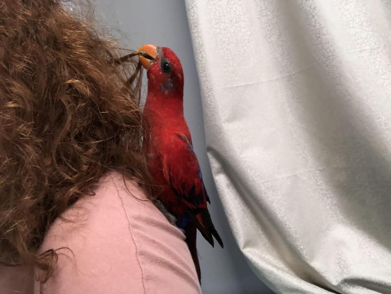 Tame Moluccan Lori DNA Hen