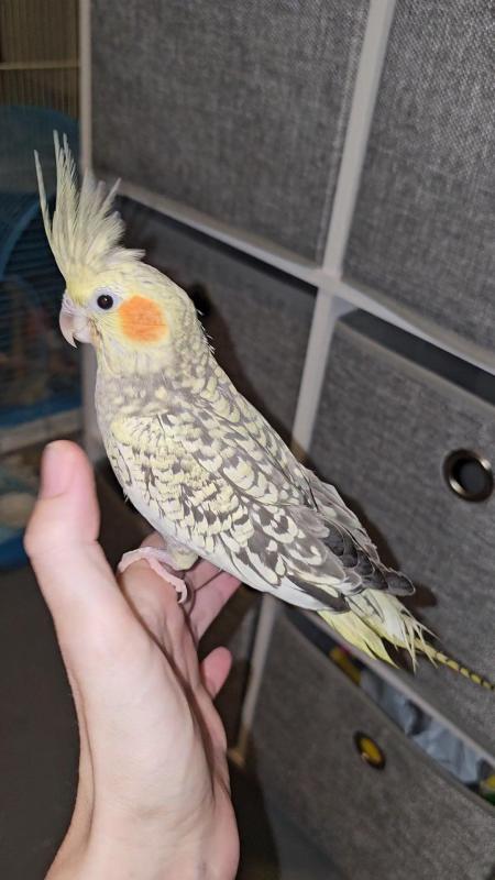3 hand raised cockatiels