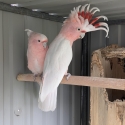 Major Mitchell / Pink Cockatoo