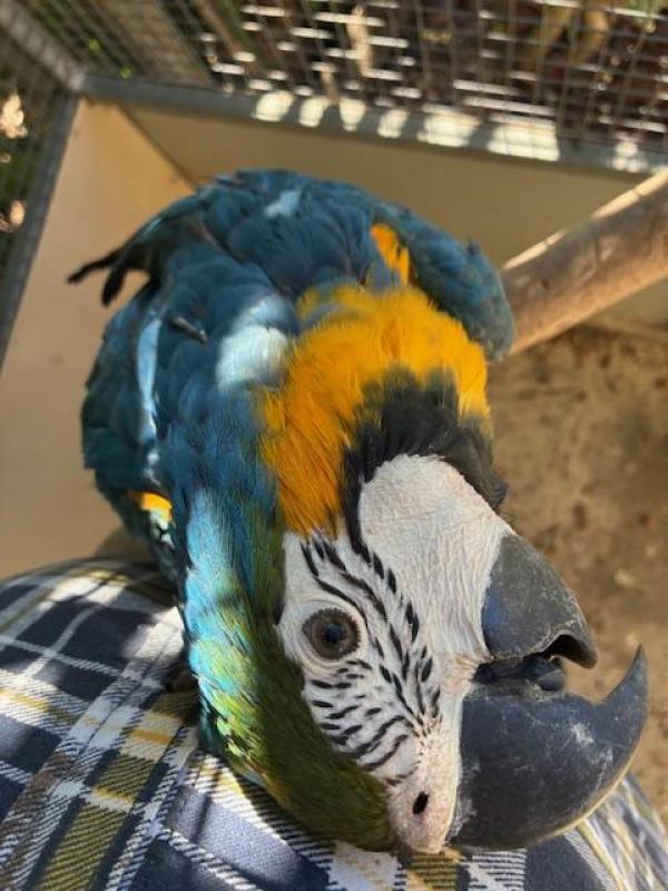 MACAW - BLUE & GOLD FEMALE