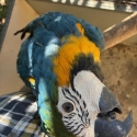 MACAW - BLUE & GOLD FEMALE