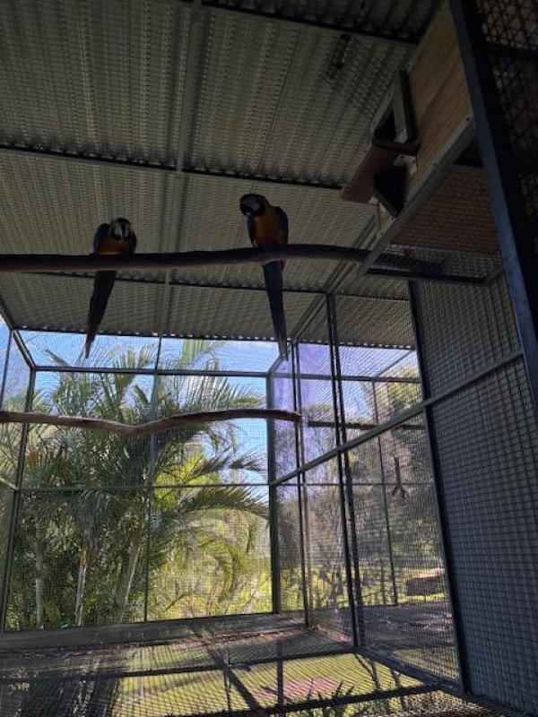 MACAWS - Blue & Gold Breeding Pair