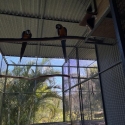 MACAWS - Blue & Gold Breeding Pair