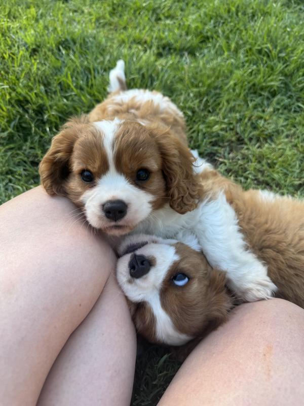 Purebred Cavalier King Charles Puppies