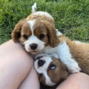 Purebred Cavalier King Charles Puppies