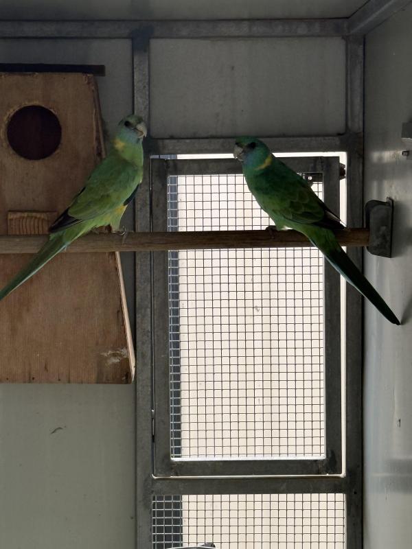 Native parrots