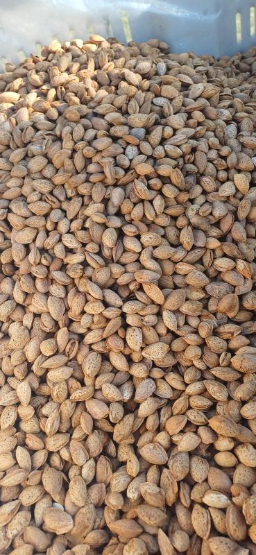 NSW QLD NUT RUN COMMENCING WED 12TH