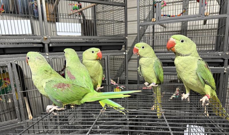 Handraised Alexandrines Babies