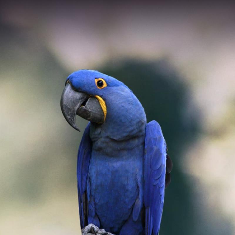 Hyacinth macaw