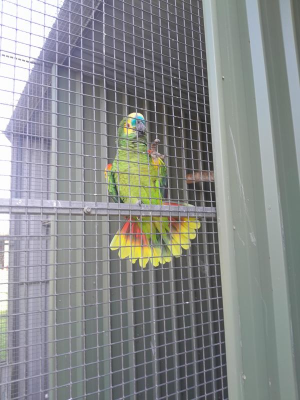 Bluefronted Amazon's 400