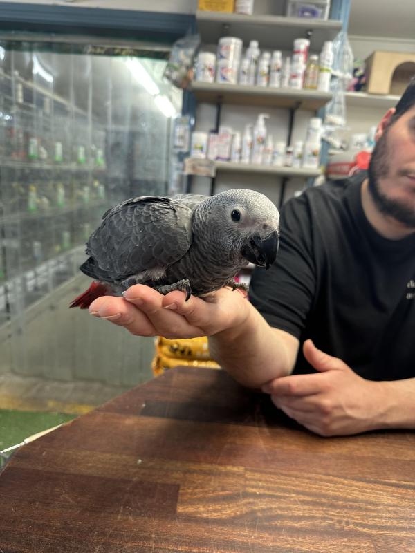 Handraised african greys 1 male and 1 female left !