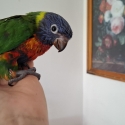 Hand raised rainbaw lorikeet