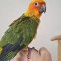 Sun conure  hand raised