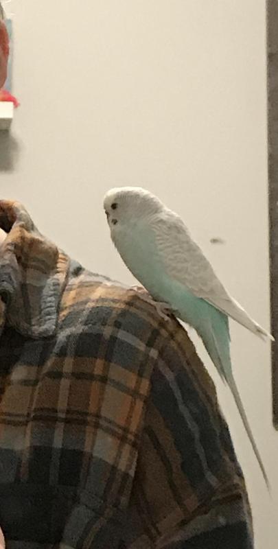 Wanted: 1 Young, Friendly, Hand-Reared Budgie