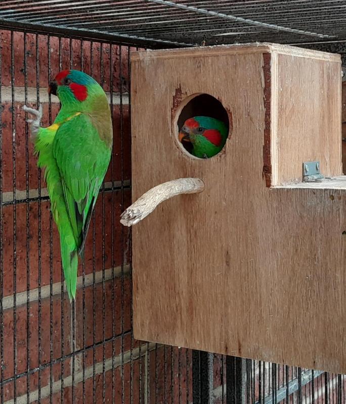 Wanted female musk lorikeets