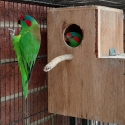 Wanted female musk lorikeets