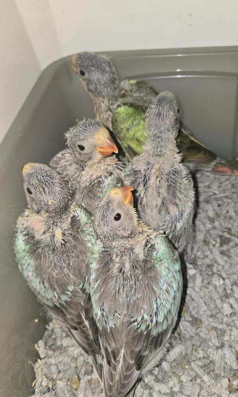 Handraised princess parrots