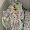 Handraised princess parrots