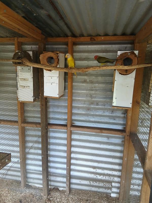 Mutation plumheads, breeding pairs